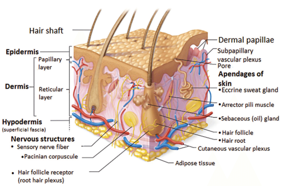 Structure-and-composition-of-the-skin-5
